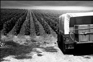 Vendanges de champagne